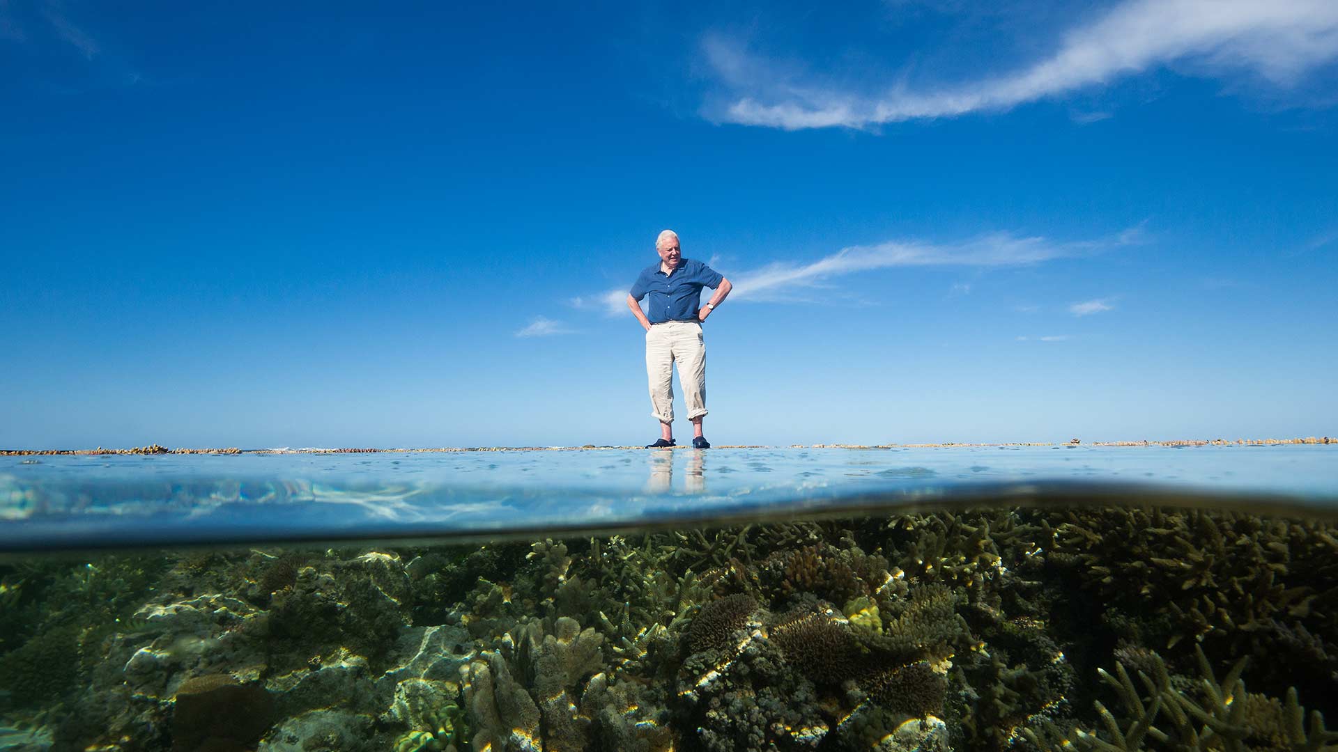 Great split screen Attenborough shot